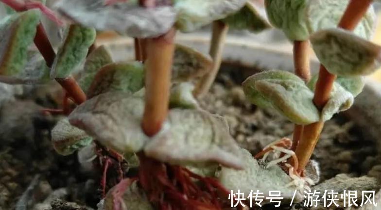 多肉长气根危害大,弄清这些原因,对症下药不用慌