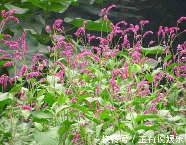 农村|农村里用来喂猪的野草,城里人用它来治疗晕车症,百试百灵