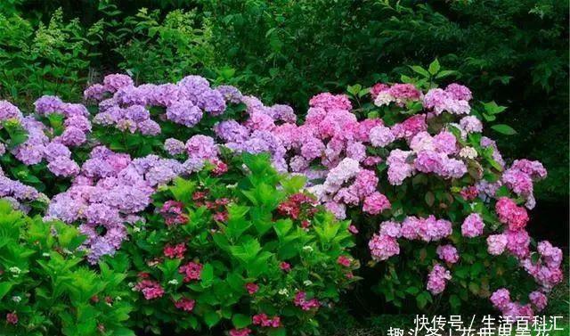 它们是“庭院3宝”,有院子一定要种全,开花时让人羡慕