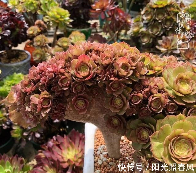 多肉法师欣赏在最美法师季,法师丛中一定住着小天使!