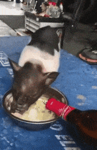 |搞笑GIF:让你们见识见识什么才叫真正的速度