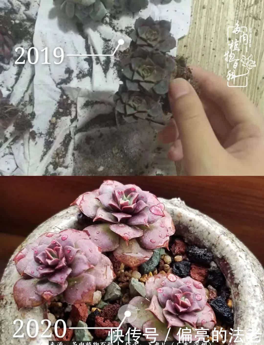 入坑一年半的新手养肉心得