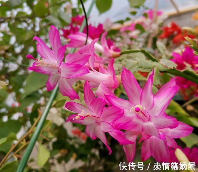 这6种漂亮花，天一热就死，夏天别再买，白花钱养不活