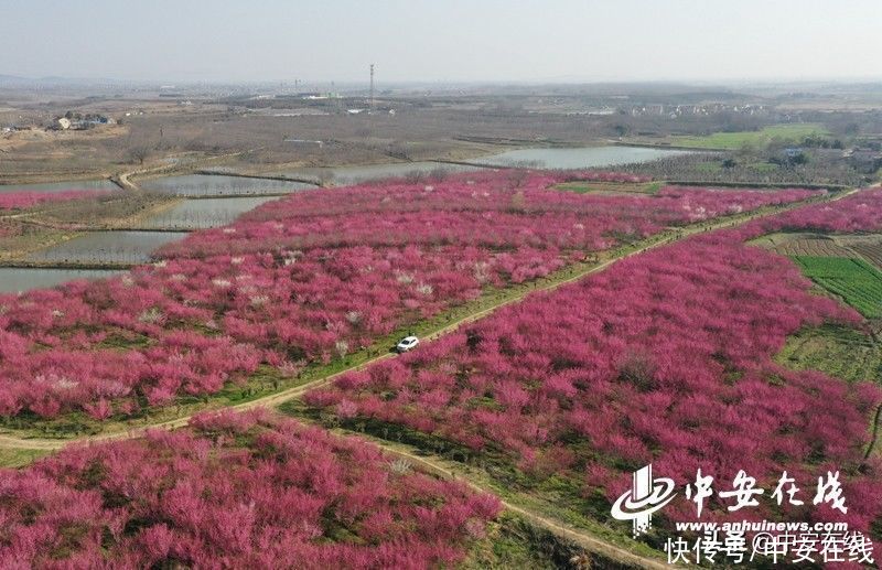 老年|相约“梅”好时光，巢湖庙岗千亩梅花盛开