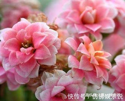 绿色植物|这三种花最不喜欢水,越是不管它越能蹭蹭长不停,一定要管住手