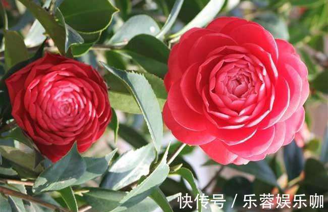 家养这些植物，阳台开出花海，花大色艳，家中常常有花赏