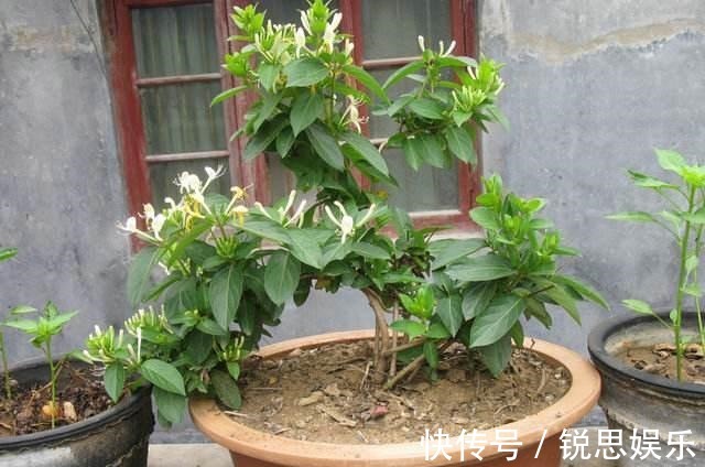 花友们|“2种花”现在扦插正好,剪个枝插盆里,易生根,很快长出一大盆