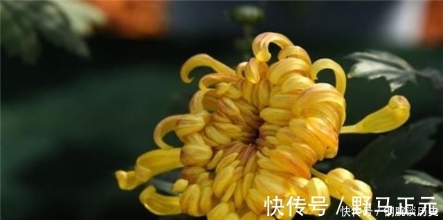 美句@杨万里奇诗美句赏菊四首:菊花自择风霜国,不是春光外菊花