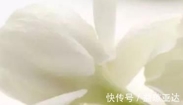 茉莉花|养护茉莉花爆满盆有诀窍,养花高手都这样做,轻松开花长达一年