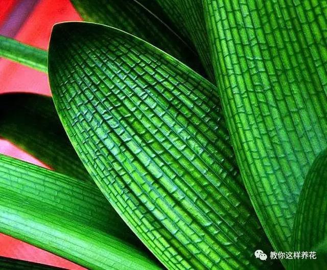 盆里埋几粒花生，叶子浓绿开花多，半年都不用施肥了！