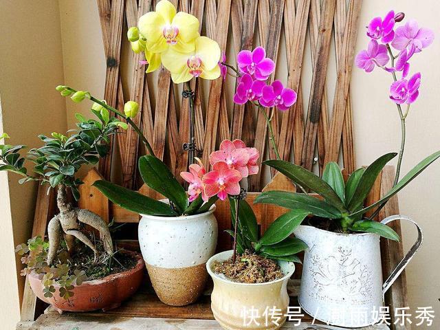 分枝|五一之后,5种“漂亮花”,开完赶紧剪,剪的越狠,下一茬花越多