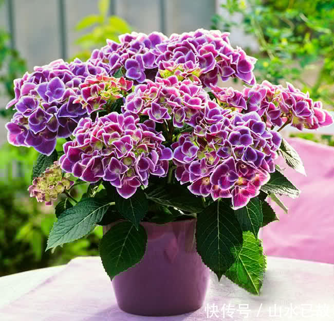 小苗|绣球花的养护重点,注意这些点,也不是很难养