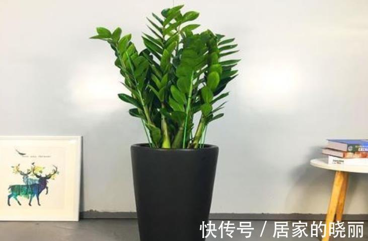 寓意|客厅摆上5种花,寓意美好越养越旺,皮实好养颜值高,适合新手