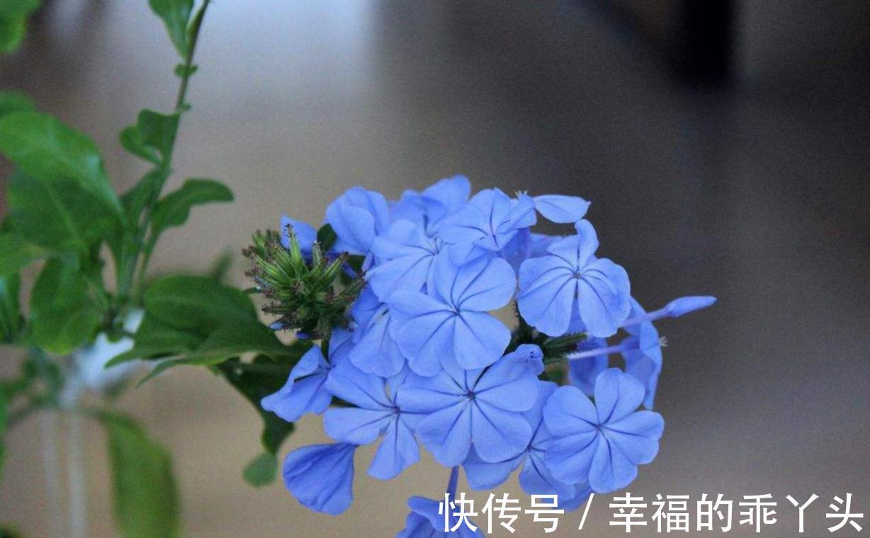 冬天蓝雪花除了要藏起来养,还有2点很重要,不枯枝,能储存能量