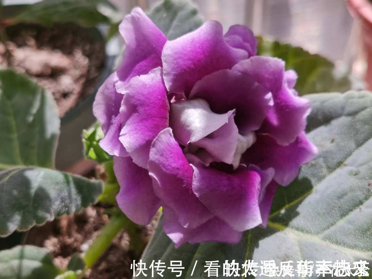 阳性|耐阴花就养这5种，阴凉地儿也能开花，颜值一点不比阳性植物低