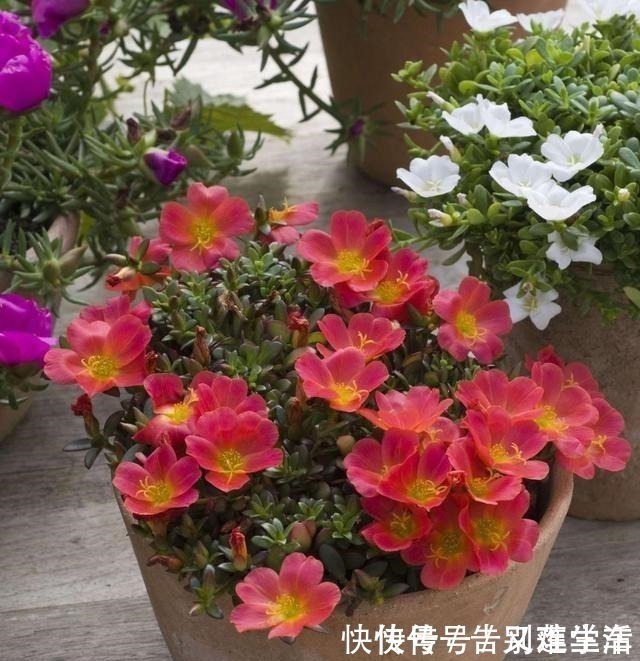 太阳花|适合“现在”扦插的“6种花”，动动手，省下很多“买花钱”！