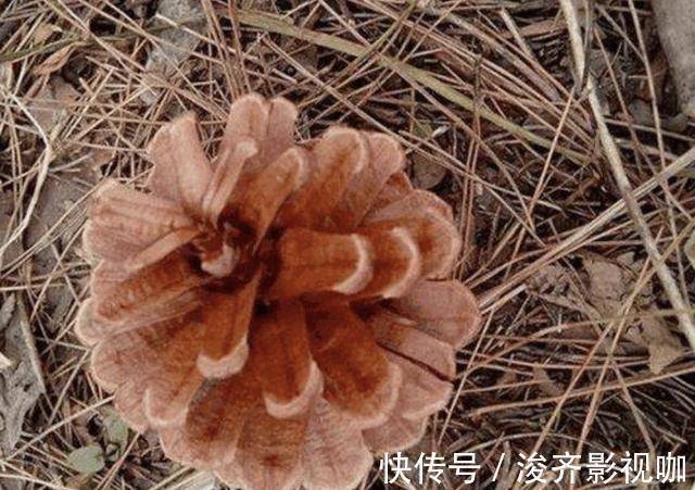 长寿花|爷爷养花,从不用“营养液”,路边捡“2种料”,养啥花都爆盆!