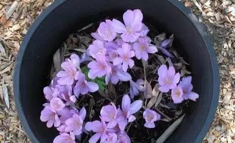 植物|养花养叶先养根掌握4个'壮根'小窍门,啥植物都能越养越好