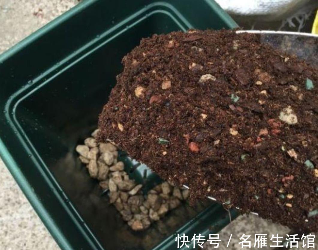 病害|换下来的旧花土不要扔,简单处理一下,还能再用