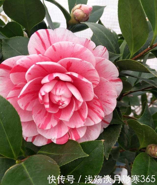 杜鹃、栀子、茶花,南花北养爱黄叶,三种“酸水”能改善