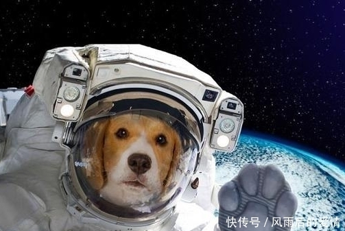 当年 当年坐火箭去太空中的“实验动物”如今在哪里？