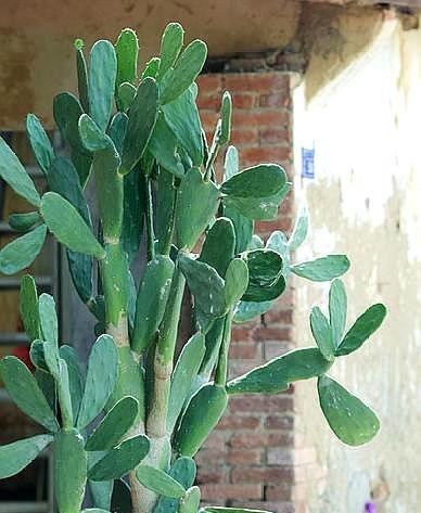 仙人掌叶片瘦弱“营养不良”,学会小“绝招”,一年变“壮汉”