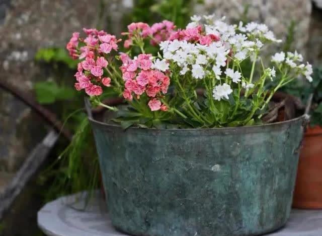 春天养露薇花，学会这几点，开花多又漂亮，花繁色艳人人夸