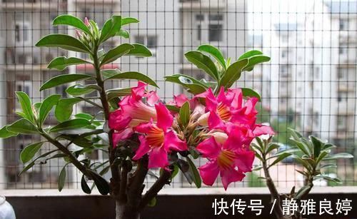 浇水|比仙人掌还耐活的花,几乎全年不用浇水,花色艳丽,花期长8个月