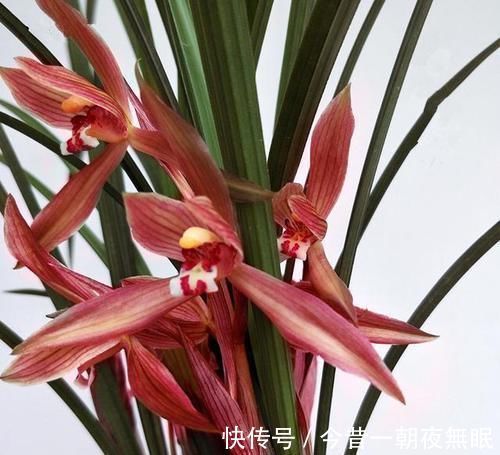 曾争相抢购的兰花,现白菜价,花色鲜红,落地就生根,是兰花铭品