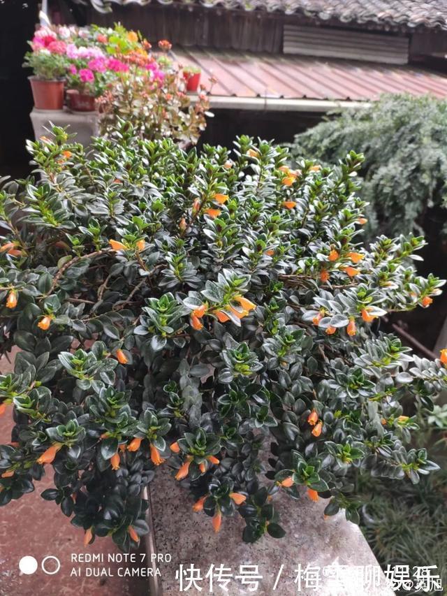 瀑布|6种花,一定要吊起来养,开花像瀑布,看着真过瘾!