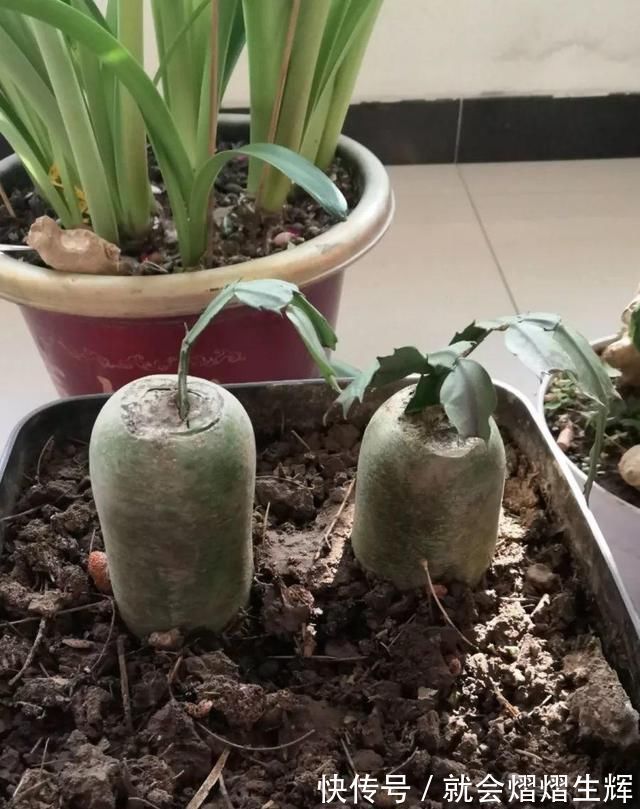 叶仙|蟹爪兰插萝卜上，也能嫁接？这波操作还是头一回见