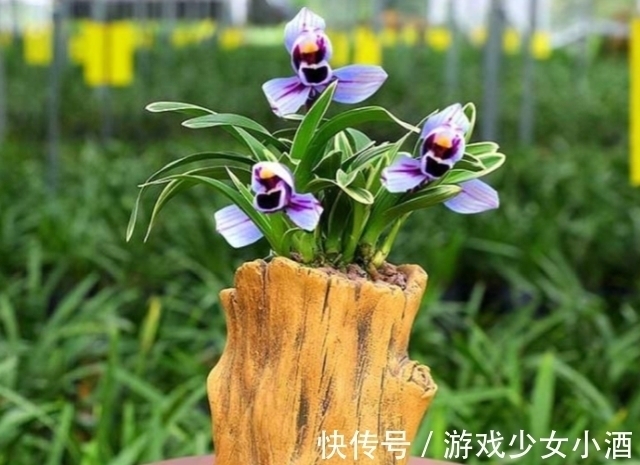 花色独一无二的“紫月荷”,梦幻奇特,花香四溢,新手花迷也能养