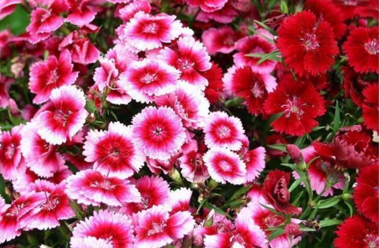 聪明人都养4种花，沾土就活，开花又大又艳，比牡丹美，比绿萝好