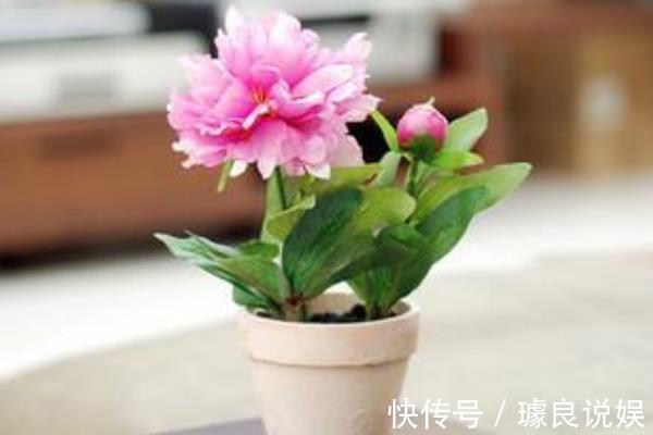 养芍药的季节到了，在家就能种好，开花一年比一年多！