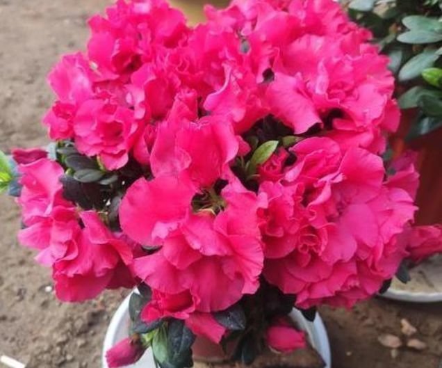 生长发育|3种花适合新手养，不用费心，开花像瀑布，花期长，花量还很大