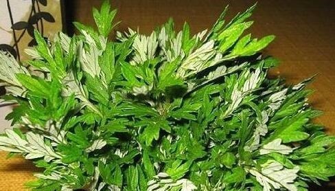 蚊子不喜欢的“5种花”，好养又漂亮，为了家人，值得多养三四盆