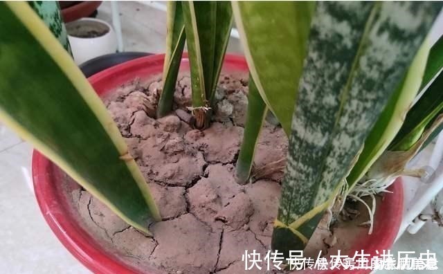 花盆|室内养花，有6个“禁忌”，犯1个也活不久，看你中了几个！