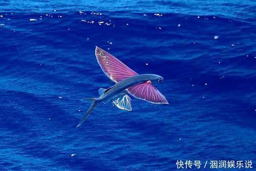 不会飞的动物也想“飞”那些向往飞行的动物学会的第一个“技能”