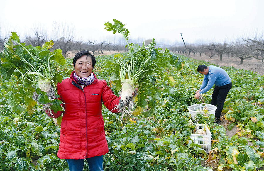 高寨村|菜香手巧 市场看好