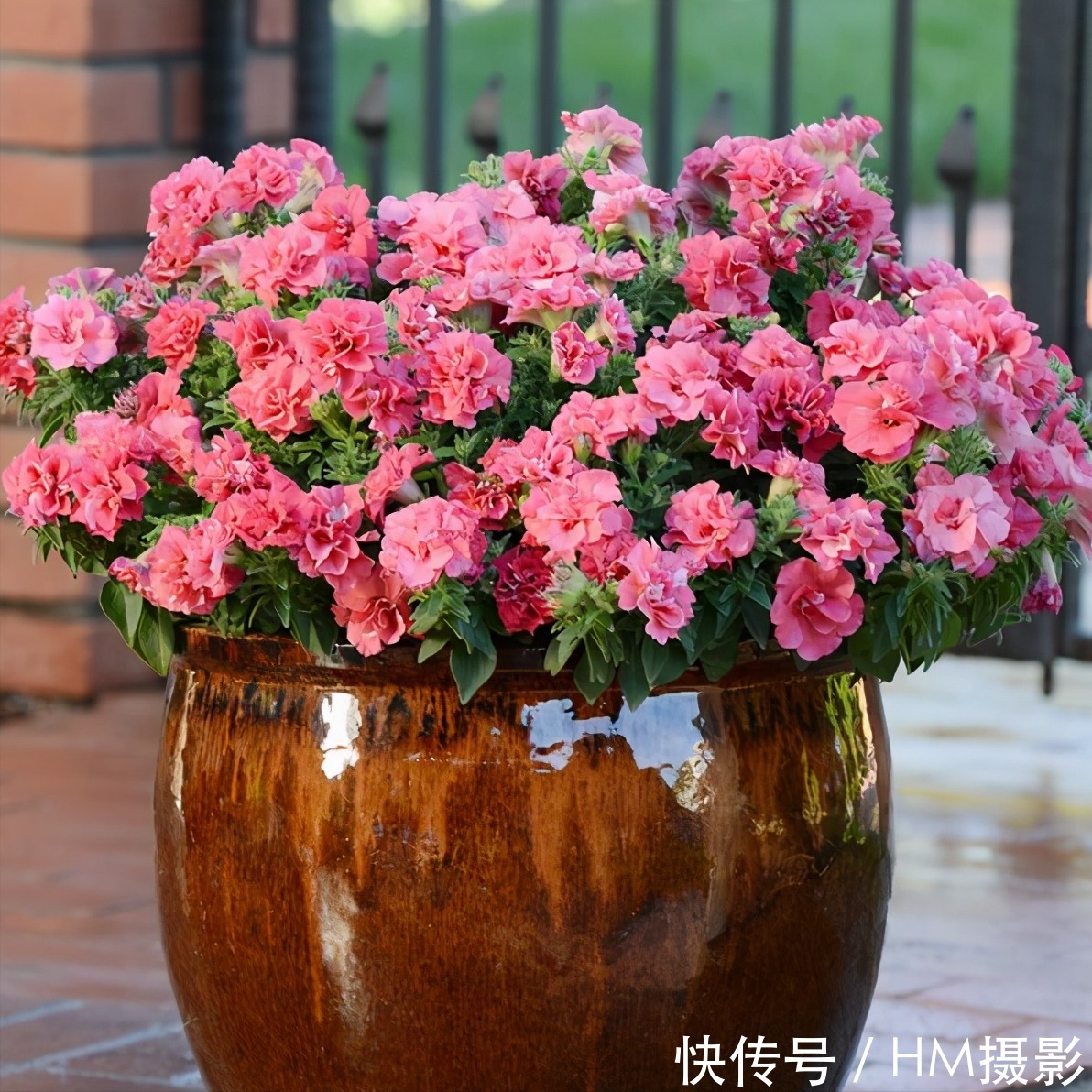 树状|苏州发现一户人家庭院,那叫一漂亮!庭院里香飘四溢!真心羡慕