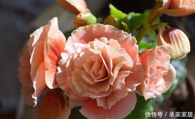 夏天|家里养了这“5种”花的,夏天要少浇水,不然一周内必挂