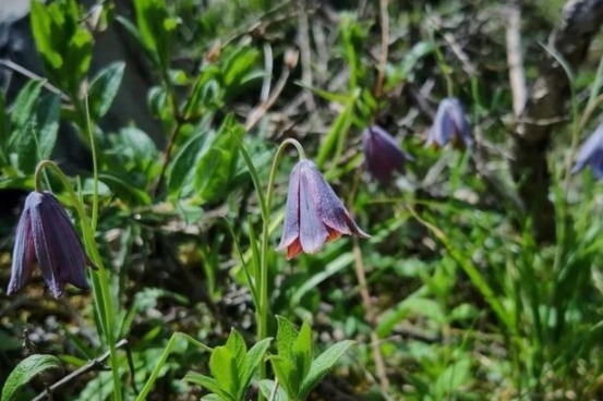 平贝母|见到这野生植物,一株都要珍惜,目前千元一斤,珍贵难得