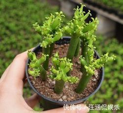 茎干|多肉“光棍树”,毒性与众不同,可远观不可亵玩