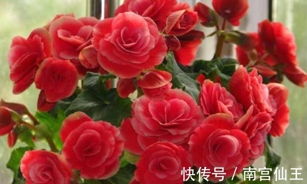 养花肥料分“四类”,缺1种就难养好,家中要常备才行!