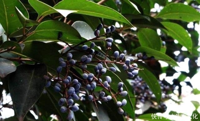 女贞子|这果子远看酷似葡萄,现在正成熟,泡酒效果好,晒干可入药