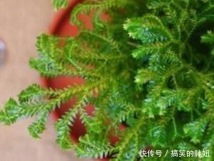 卫生间总有味养这3种花耐阴又好养吸味去臭样样行