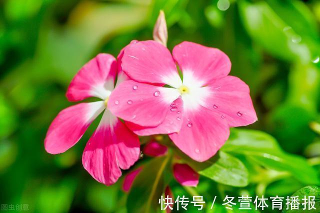 四季海棠|建议大家：逛花市碰到5种花，别犹豫，虽然便宜但巨好养