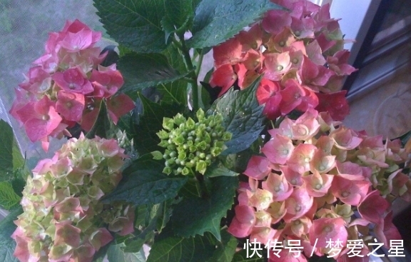 养花|养花期间,做了这些事情就会得不偿失,总遇上黄叶烂根问题