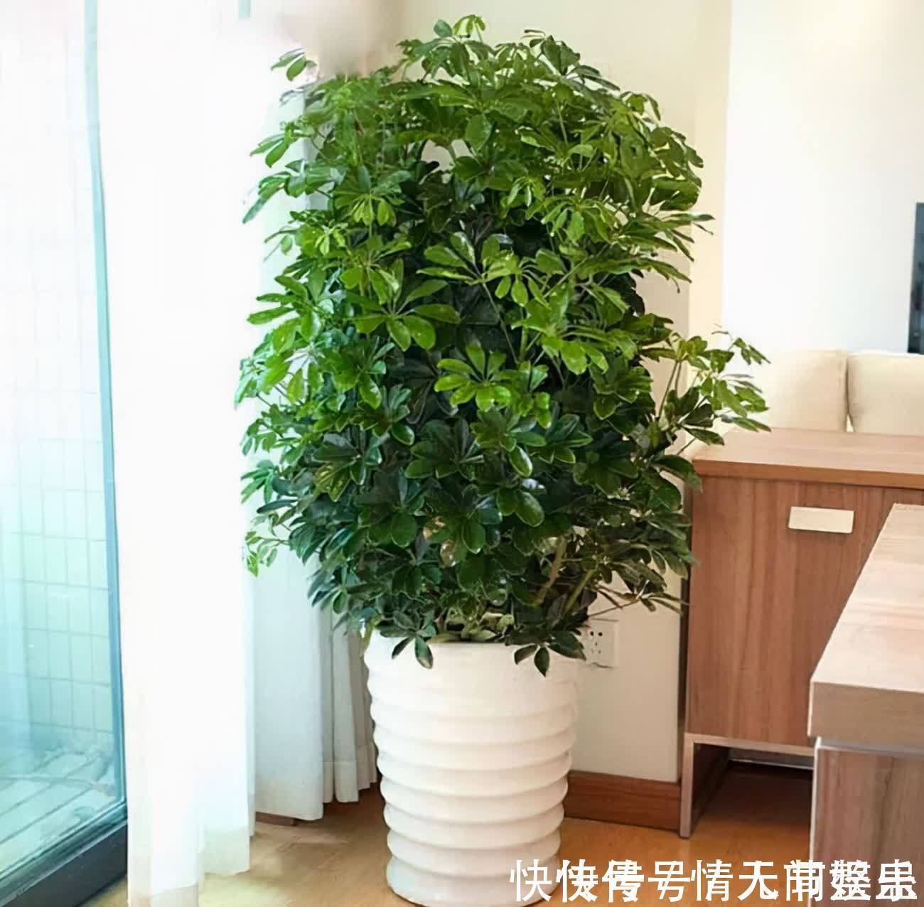 吉祥|12种花,建议养一盆,不仅吸收废气,还有“旺财添福”的美好寓意