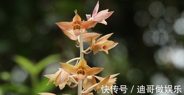 路边看到6种花,千万别随便采,可能会惹麻烦